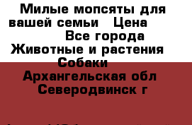 Милые мопсяты для вашей семьи › Цена ­ 20 000 - Все города Животные и растения » Собаки   . Архангельская обл.,Северодвинск г.